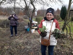 Uczestniczki Klubu „Młodzi Duchem” przycinają gałęzie drzewek owocowych