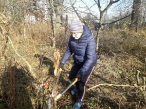 Oznaczone drzewa przeznaczone do wycinki w Cieplickim Ogrodzie Społecznym